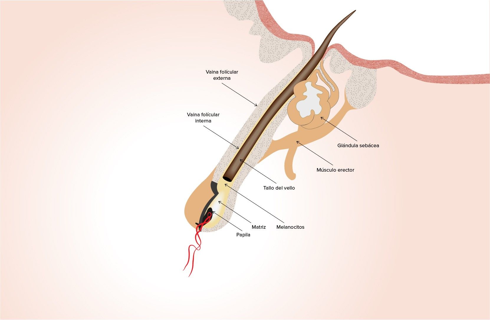 anatomia-del-vello